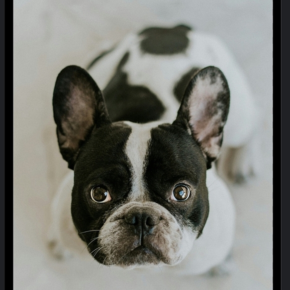 Christmas Tree Ornament Adorable French Bulldog Pup Figurine Red & White Scarf - Picture 16 of 16